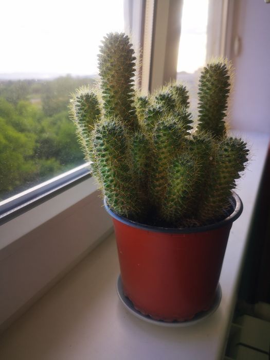 алоє вазон сукулент