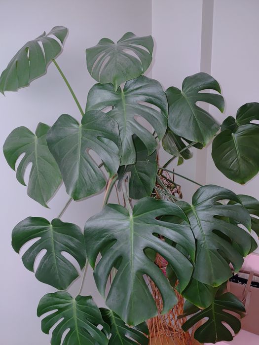 Monstera kwiat doniczkowy