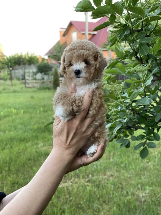 Чарівна красуня мальтипу