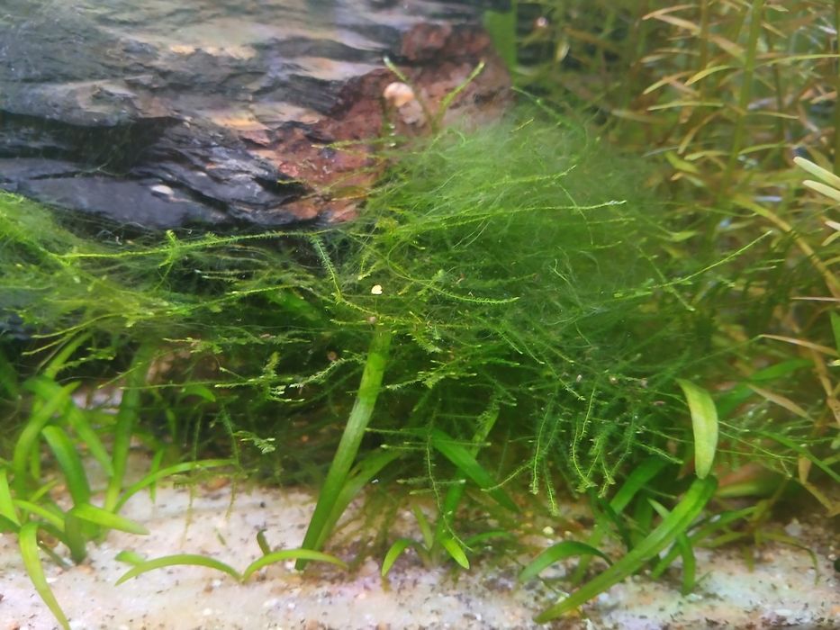 Plantas para aquario
