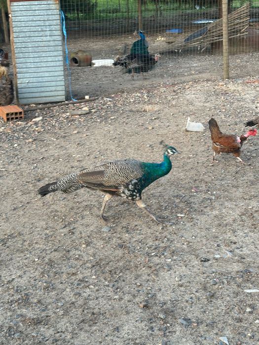 Vendo Pavões coloridos