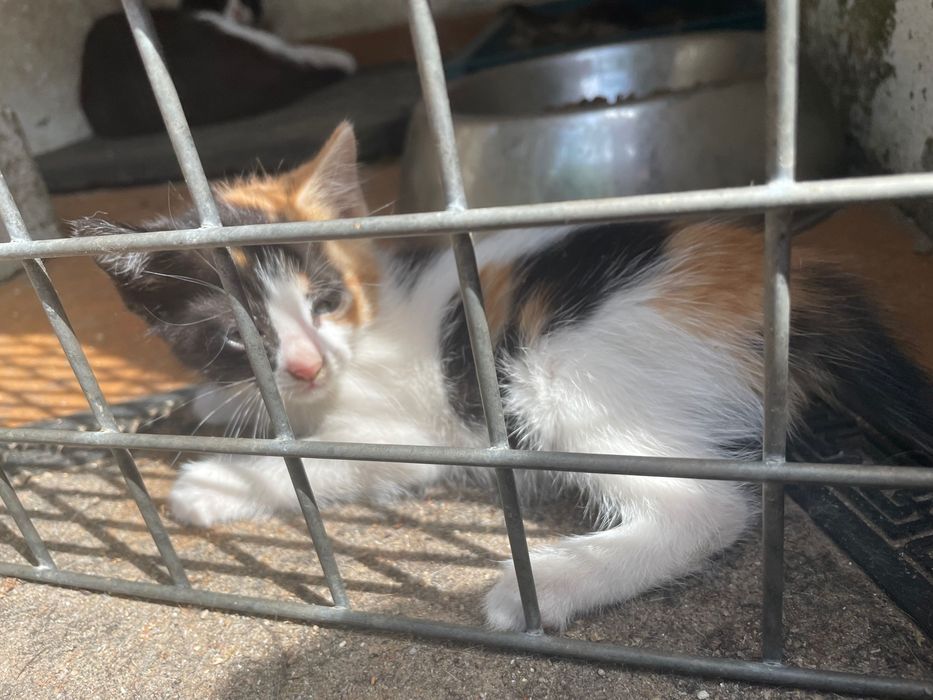 Gatinhas procuram novo lar