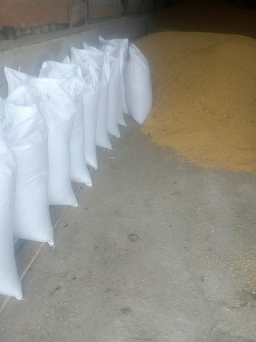 Продам сою сорт Аббі