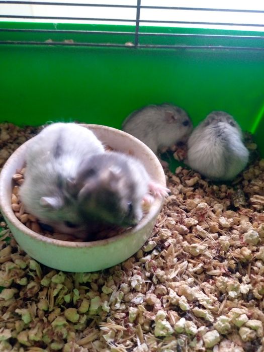 Хомячки Кременчуг