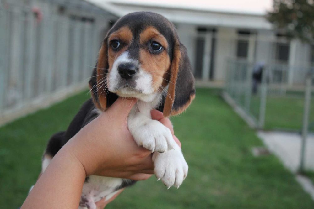 Cachorro Beagle TOP