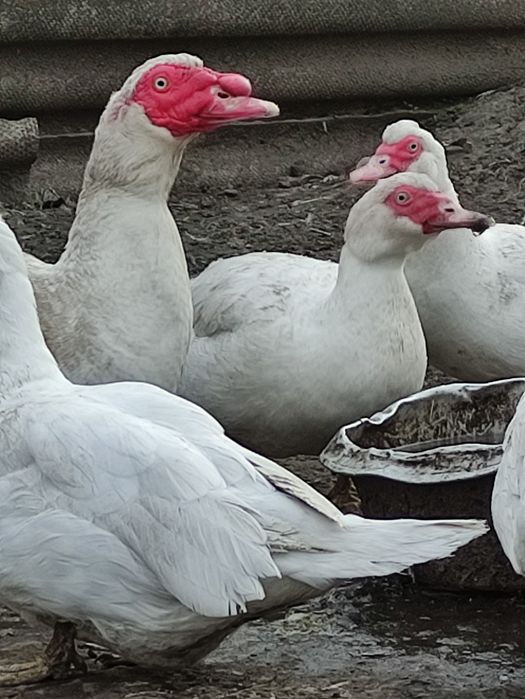 Яйце мускусної качки