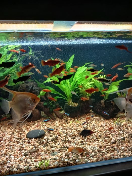 Mieczyki różne odmiany