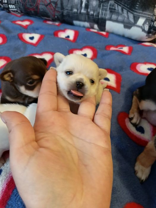 Цуценята чіхуахуа