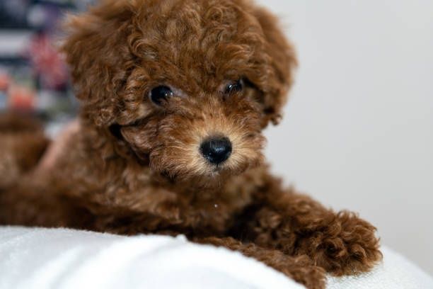 Міні хлопчик той пудель — ніжний, вихований та повністю здоровий