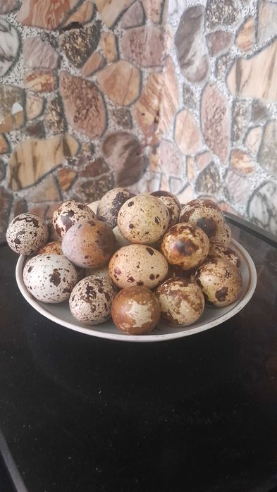 Перепілки різного віку