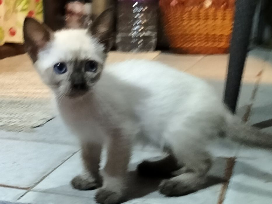 Gatinhos para adoção