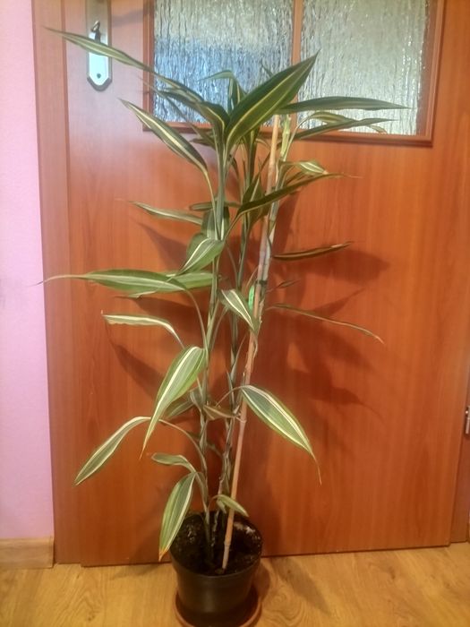 Kwiat - Dracena sandera