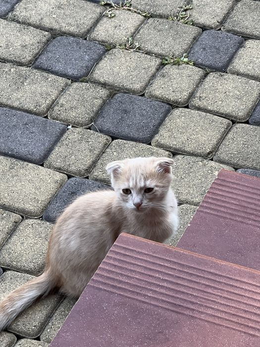Котики , 3 місяці