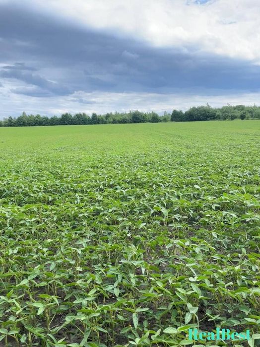 Продаж / Земля під інд. будівництво / Дядьковичі