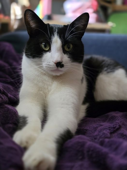 Котик в добрі руки