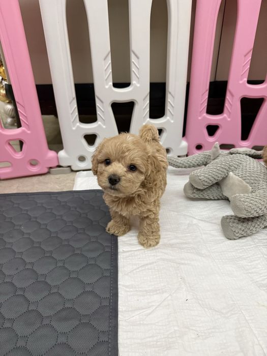 Suczka maltipoo f1 pudel red&maltańczyk pochodzenie fci