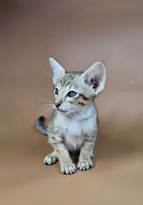 Ориентальный котенок ориентальный мальчик Romulus