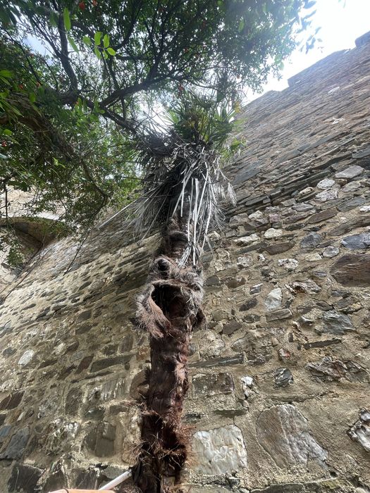Ofereço palmeira a quem a remover inteira