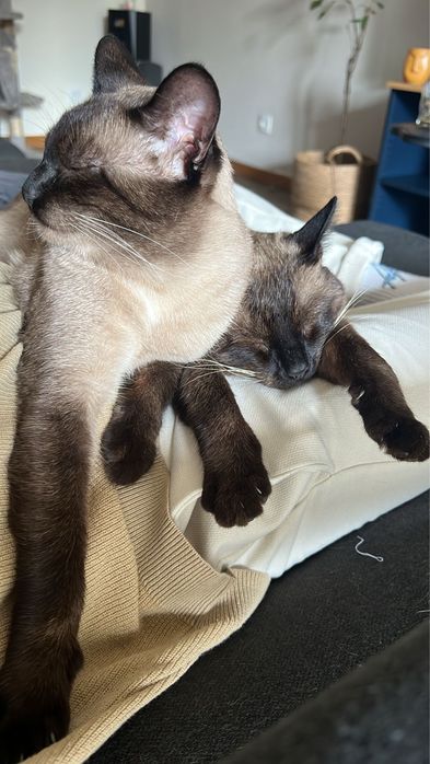 Dois gatos de Tonkine para adoção responsável