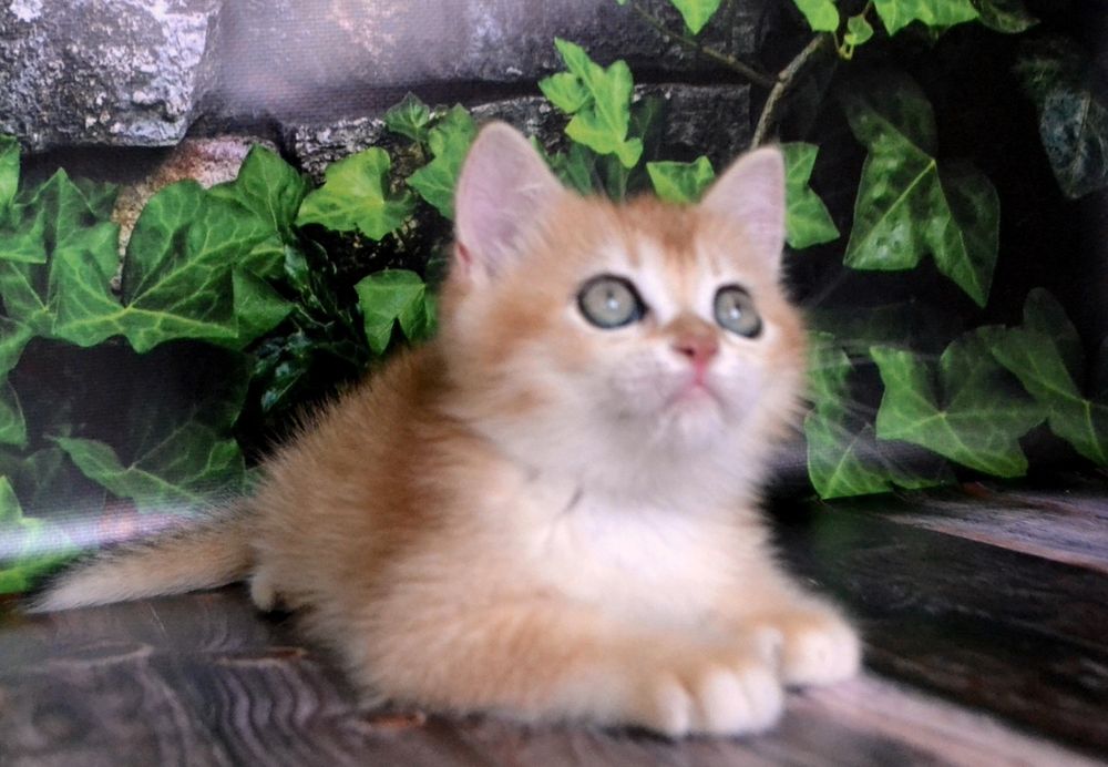 Чистокровнi шиншили