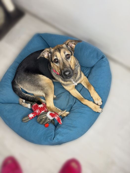 Кімі шукає найкращу родину