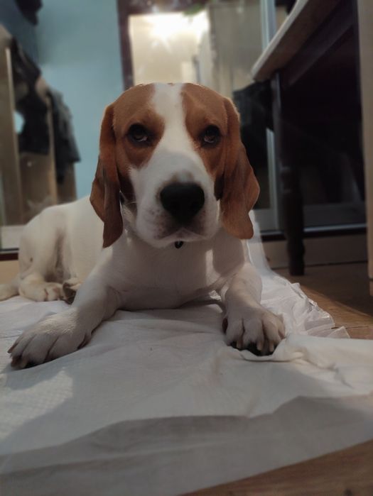 Шукає наречену хлопчик- біглік Бадді