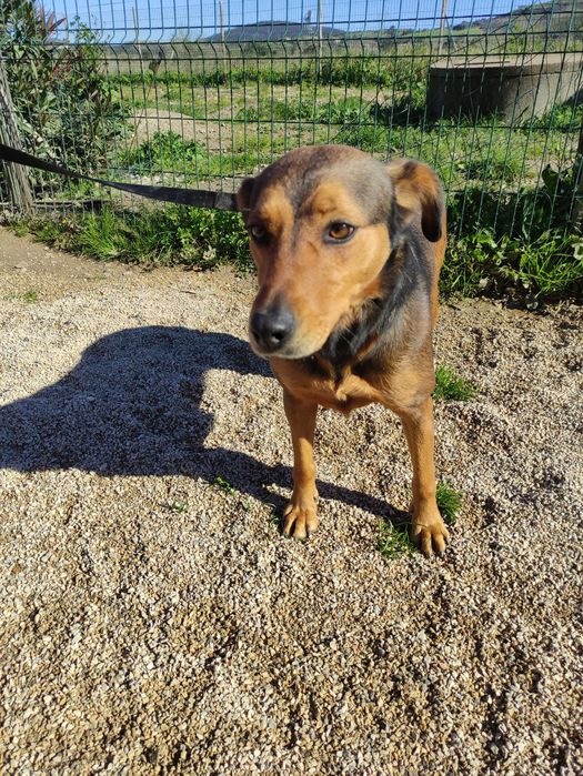 Bandida - cadela média para adoção