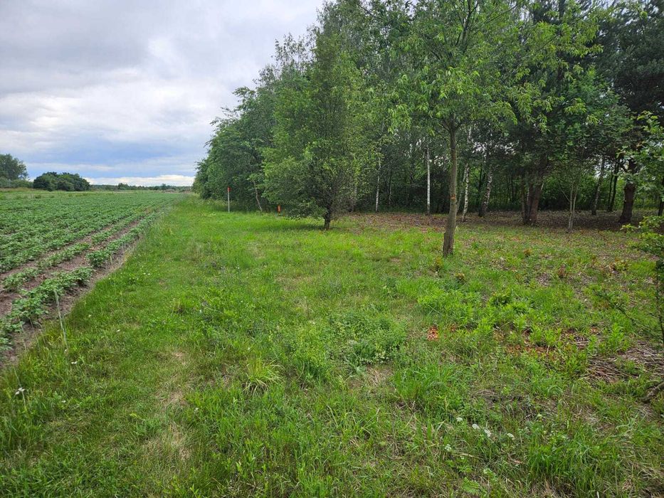 Gołków sprzedam dzialkę inwestycyjną - Widok 6