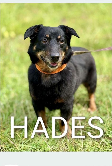 Hades jamnikowaty kochany psiak szuka domu