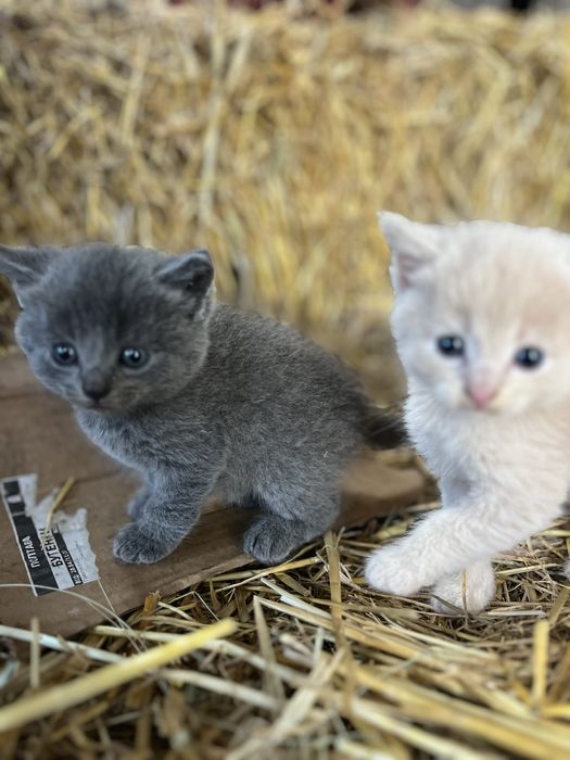 Кошенятка шукають родину