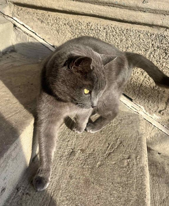 Чистокровна британка у відповідальну родину