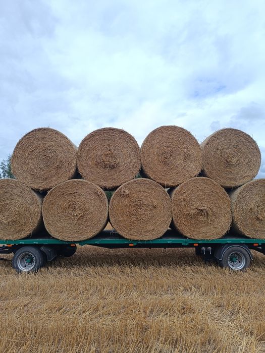 Słoma sucha duża ilość