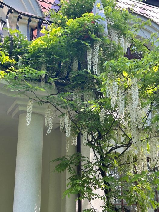 будинок в Варшаве Янкі Janki