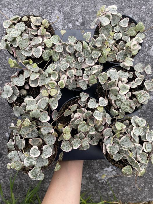 Церопегія Вуду Варієгатна , Ceropegia Woodii Variegata