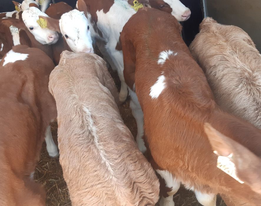 Byczki mięsne cieleta