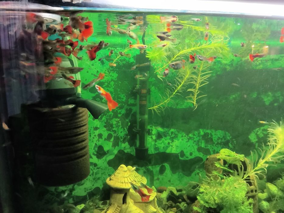 Akwarium profilowane  120 l plus drugie 60 litrów