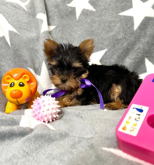 Yorkshire terrier szczeniavzek