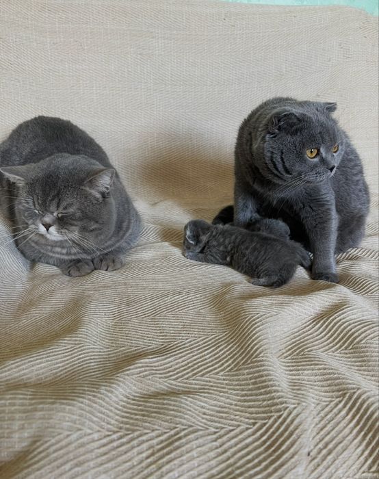 Котики шотландські