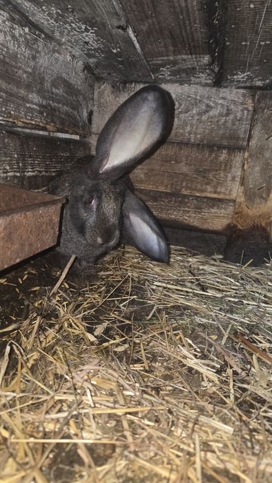 Sprzedam króliki samce i samice srokacz i belg
