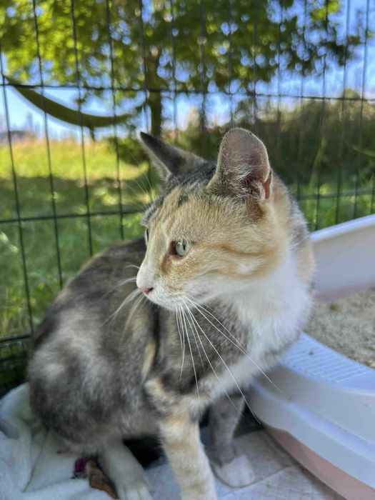 Szukamy domu dla kotki tricolor która jest FIV+