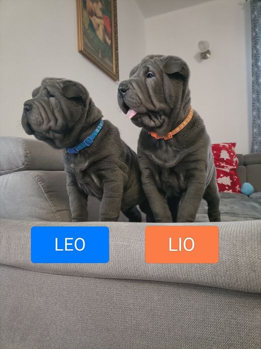 Szczenię shar pei - rodowód