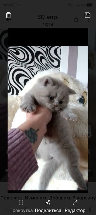 Шотландська лілова киця