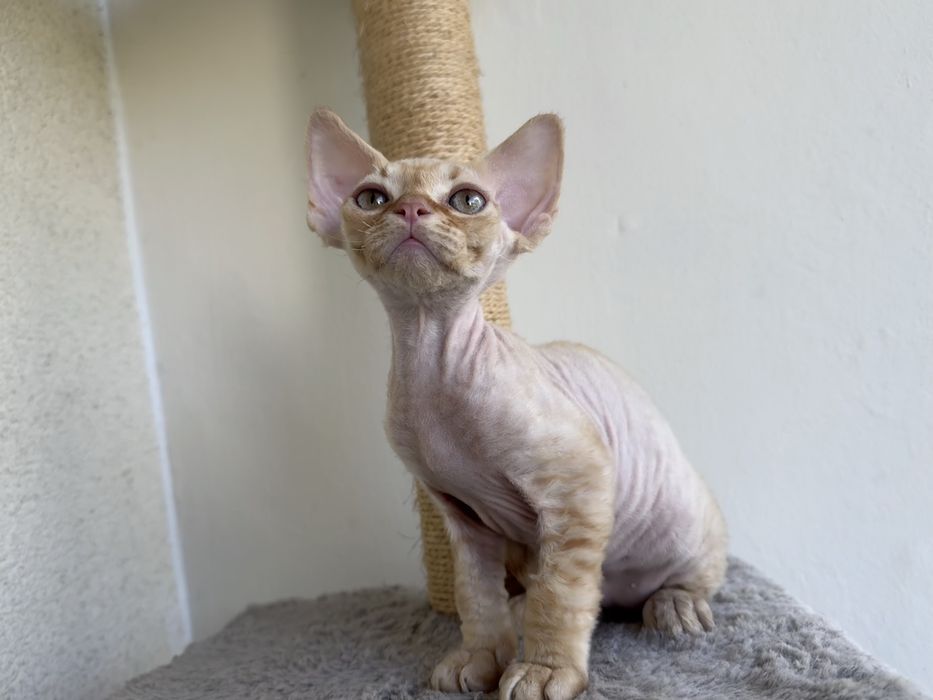 Devon Rex - rudy kocurek, kocię FPL