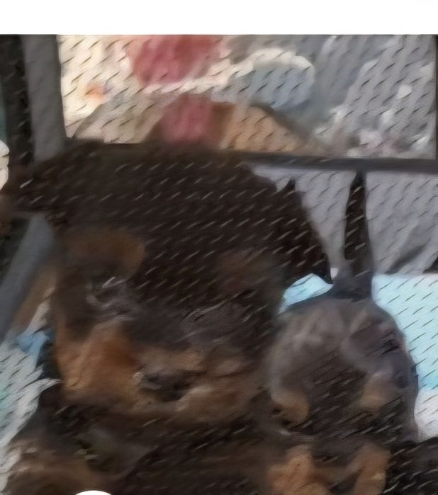 Yorkshire szczenięta rezerwacja