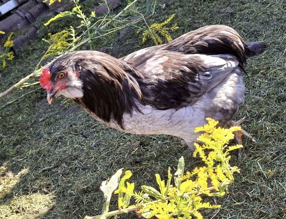 Koguty mix z wiosny 2026 (Araucana x Dominant Blue)