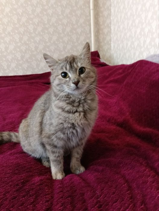 Красивый котенок бесплатно