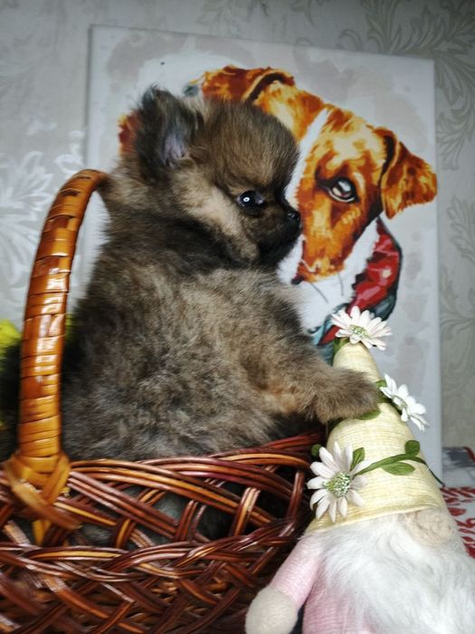 Шпіц Померанский шпиц  дівчата шпіцуля