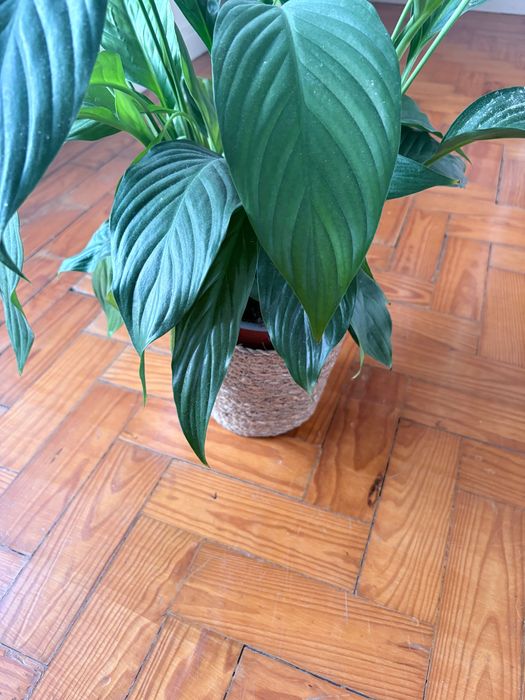 Planta com vaso em bom estado