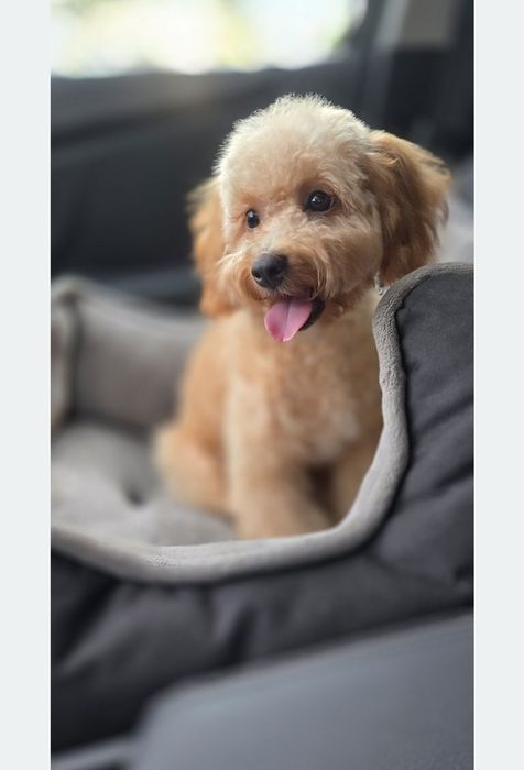 Cavapoo/ słodki chłopczyk