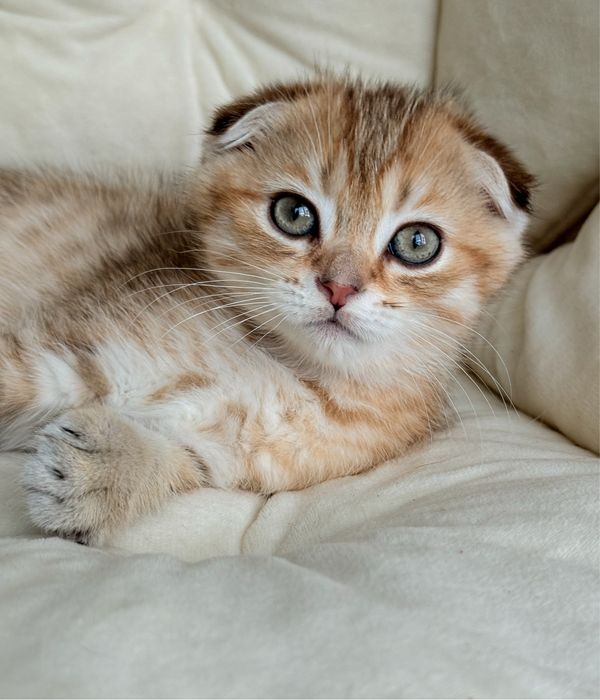 Висловухий шотландський хлопчик, scottish fold, шотландські кошенята